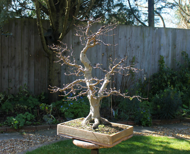 hornbeam bonsai